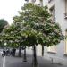 Sadnice - drveće: Klerodendrum - Clerodendrum trichotomum, slika2